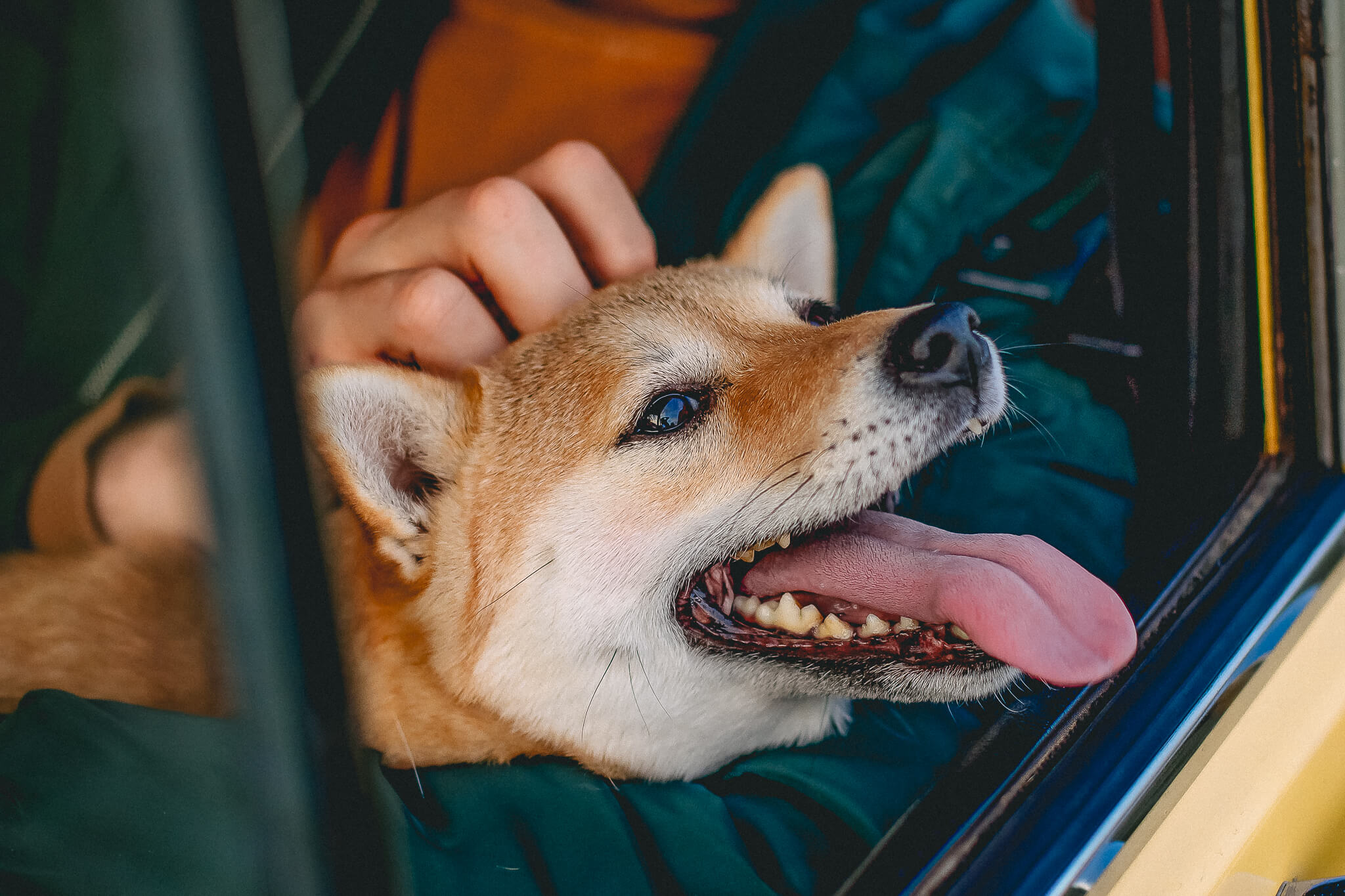 vakantie met hond omheinde tuin